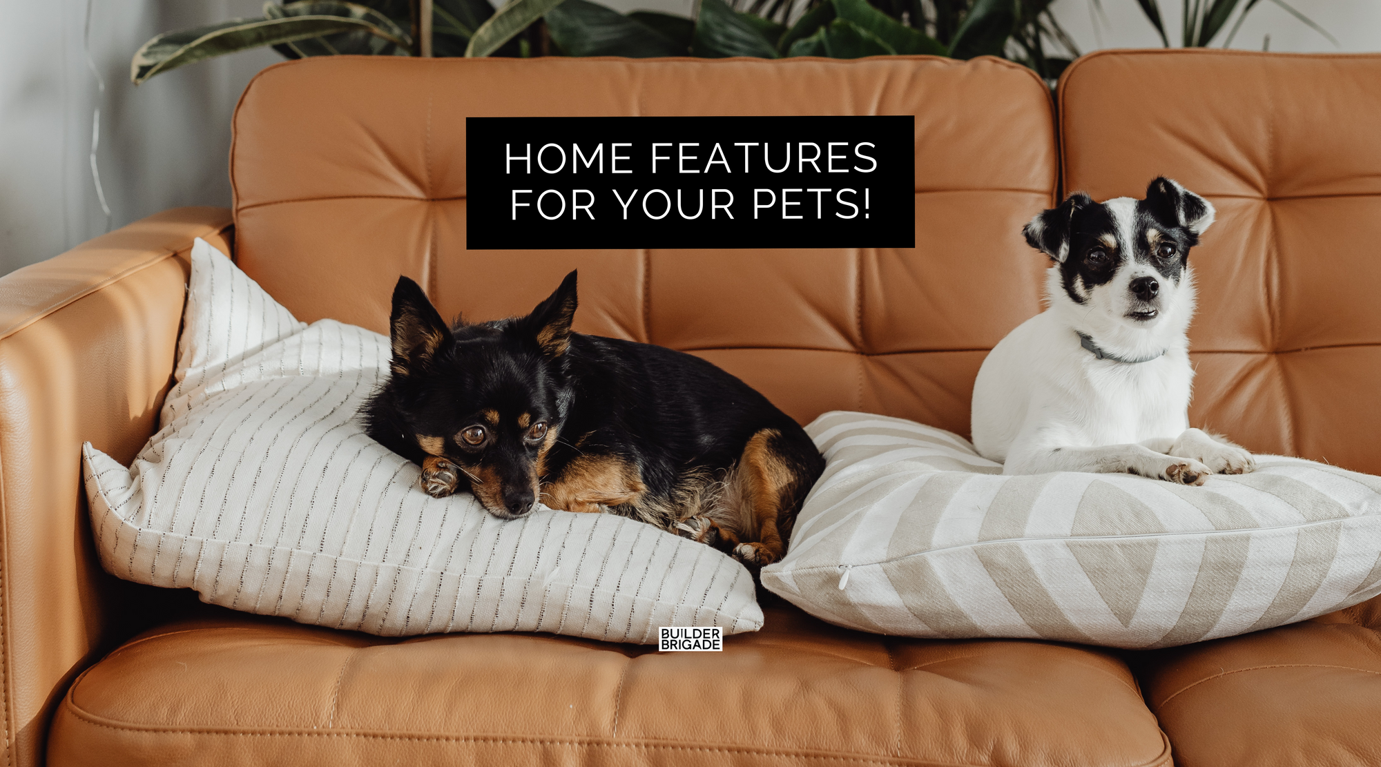 6 Home Features For Your Furry Friends